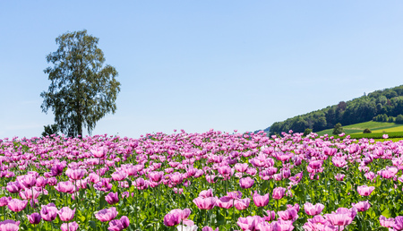 Poppy field on a sunny summer dayの写真素材