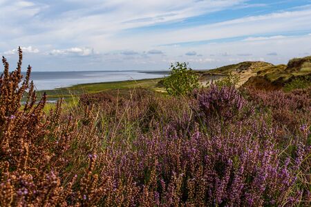 Heather - Morsum-Cliff Natural reserveの写真素材