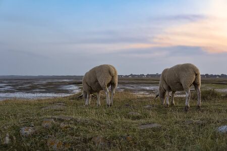 Sheep in warm evening light - Rantum, Syltの写真素材