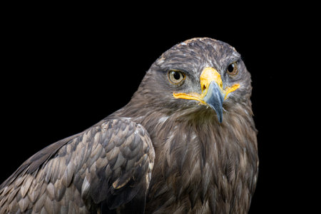 Bird of Prey on black background