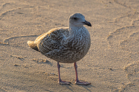 Young Seagull standing on the beachの写真素材
