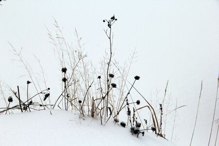 Dried snowy flowers and branches in winter forestの写真素材