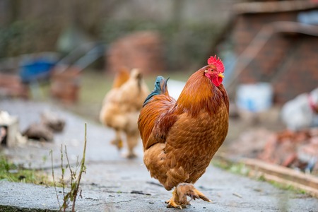 Close up of beautiful big curious rooster walking around in garden in Serbiaの写真素材