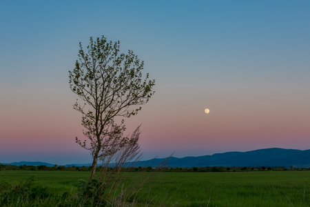 Tranquil scenery landscape at dusk with the full Moon and poplar tree in front and mountain in the far distanceの写真素材