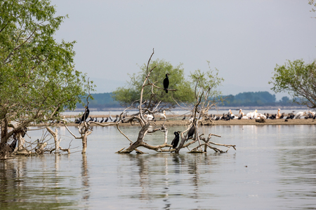 Cormorants standing on dead tree branches in the waters of lake Kerkini, Northern Greece. Blurred pelicans and more cormorants in the backgroundの写真素材