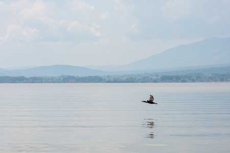 Cormorant is flying to the left over the calm blue spring waters of lake Kerkini, Northern Greece.の写真素材