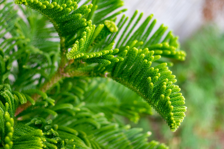 The needles of a young green branch of pine-tree, close-up image with very selective shallow focusの写真素材