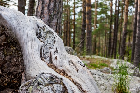 Beautiful pine root with blurred pine tree forest in the Atoluka region in Rhodope mountain,...