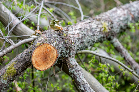 Freshly cut with chain-saw tree brown log during forest cleaning in Rhodope mountain, Bulgaria. Tree age could be seen by counting log circles at the place of cuttingの写真素材