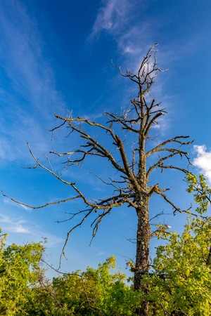 Dry dead tree covered with lichens standing alone in a green forest with cloudy spring blue sky in the background, Rhodope Mountain, Sothern Bulgariaの写真素材
