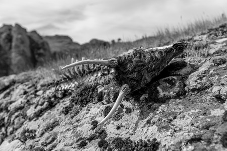Goat skull with horns lying on rocks covered in lichen. Black and white close up image taken at the Devil Canyon natural phenomenon in Bulgaria, a.k.a. Sheytan Dere, next to Studen Kladenetz damの写真素材