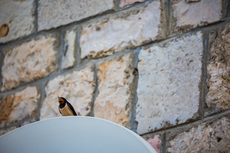 Singing European Barn Swallow is sitting on satellite dish near beach in Montenegro. The bird is in the bottom left-hand side of the imageの写真素材