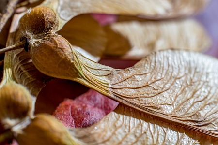 Macro close up, studio flash light picture, of a dry maple seed, autumn feelings. Detailed wing structure with stunning natural nerves, selective focus with shallow depth of fieldの写真素材
