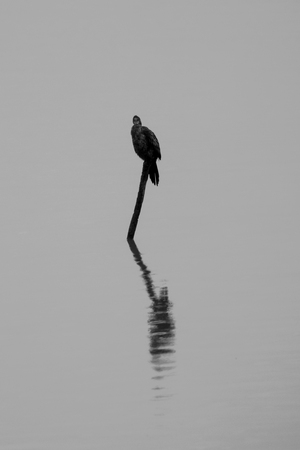 Cormorant on a lonely branch with water reflection at Kerkini lake in Northern Greece during a cold winter dayの写真素材