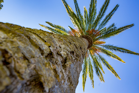 Selective focus on the trunk of a palm tree from below, low angle view in bright clear sky day. Photo taken in Corfu, Greeceの写真素材