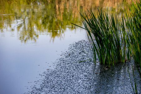 Pond and reed and tree reflections in the water of a calm place at the banks of Zlatna Panega river,...
