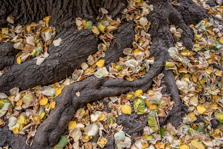 Beautiful roots of huge tree covered with fallen autumn leaves in cloudy autumn day in downtown Sofia, Bulgariaの写真素材
