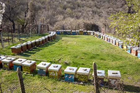 Bee-garden set in rectangle outdoors in a sunny early spring day. Wooden colorful hive boxes. Bulgaria, Pazardzhik region. Apiculture is popular Bulgarian handicraftの写真素材