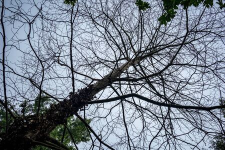 The silhouettes of bare leafless trunk and branches of dead dry tree against morning spring sky with fog and cloudsの写真素材