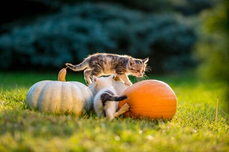 Cute siblings kittens play and sit around pumpkins on green autumn grass on a meadow. Selective shallow focus. Warm evening light, photo shoot at golden hour on October day shortly before Halloween.の写真素材