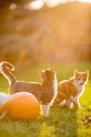 Cute siblings kittens play and sit around pumpkins on green autumn grass on a meadow. Selective shallow focus. Warm evening light, photo shoot at golden hour on October day shortly before Halloween.の写真素材