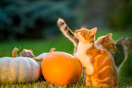 Cute siblings kittens play and sit around pumpkins on green autumn grass on a meadow. Selective shallow focus. Warm evening light, photo shoot at golden hour on October day shortly before Halloween.の写真素材