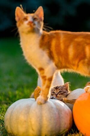Cute siblings kittens play and sit around pumpkins on green autumn grass on a meadow. Selective shallow focus. Warm evening light, photo shoot at golden hour on October day shortly before Halloween.の写真素材