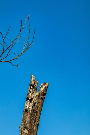 Dry tree in a forest on clear blue-sky background. climate change, drought and death, dying nature concept, mountain in Albania, sunny spring dayの写真素材