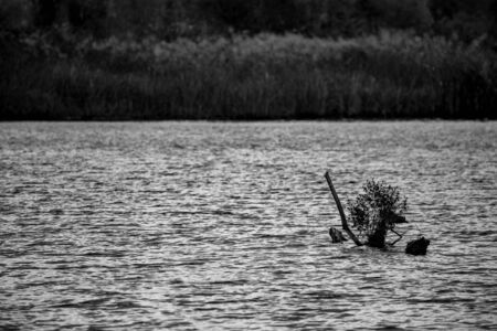 Dry river water tree branches in a lake, calm water, late autumn, black and white. Fairy-tail shapes. Photograph taken at Zlato Pole village near Maritsa river valley, Bulgaria, cloudy dayの写真素材