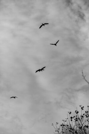 Silhouettes of Great Cormorants flying in the sky, black and white image with dramatic contrast of puffy clouds. Dark moody impression. Photograph from valleys near river Maritsa, Bulgariaの写真素材