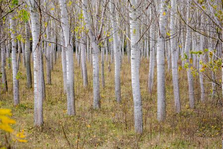 Poplar tree rows, plants planted in square grid at Zlato Pole protected area, Municipality of...