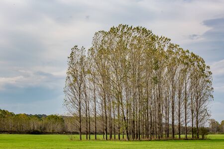 Poplar trees in row, Bulgarian late autumn green field near Zlato Pole village, Municipality of Dimitrovgrad, Haskovo province, Bulgaria, Europe. Amazing scenery landscape, beautiful skyの写真素材