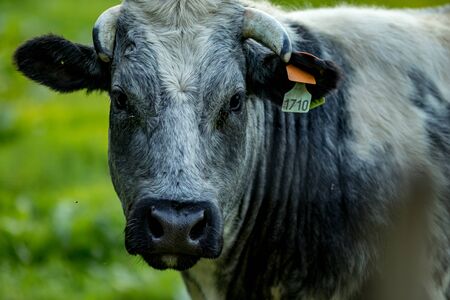 Close-up portrait Belgian Blue cow, special meat breed on grass field summer day late afternoon, Flemish part, Belgium, Europe. Eye contactの写真素材