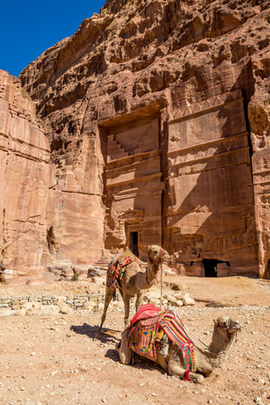 Two camels waiting at the Camel Riding Point at the scenery Street of Facades under the beautiful sunny day at Petra ancient religious complex and tourist attraction, Hashemite Kingdom of Jordanの写真素材