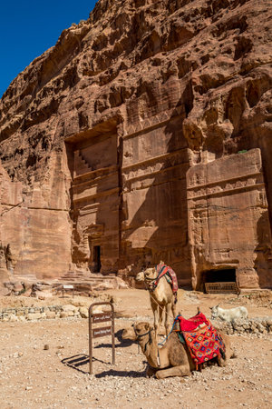 Two camels waiting at the Camel Riding Point at the scenery Street of Facades under the beautiful sunny day at Petra ancient religious complex and tourist attraction, Hashemite Kingdom of Jordanの写真素材