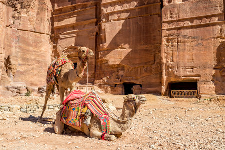 Two camels waiting at the Camel Riding Point at the scenery Street of Facades under the beautiful sunny day at Petra ancient religious complex and tourist attraction, Hashemite Kingdom of Jordanの写真素材