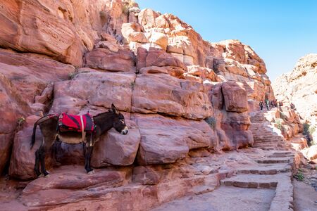 PETRA, JORDAN - JANUARY 30, 2020: Local donkey transport waits for tourists at the scenery Monastery Route, beautiful sunny day at Petra complex and tourist attraction, Hashemite Kingdom of Jordanのeditorial素材
