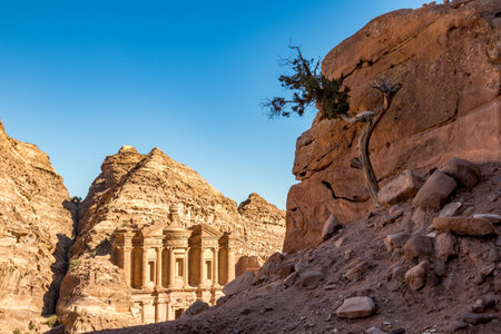 Semi-dead tree under cliff shadows and Sun-lit view of stunning Ad-Deir in ancient city of Petra, Jordan. Ad-Deir or The Monastery. Petra complex and tourist attraction, Hashemite Kingdom of Jordanの写真素材