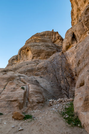 Leafless fig tree in the gorge of Al-Siq, carved in the red cliffs by the water flow, Petra ancient city complex and tourist attraction, Hashemite Kingdom of Jordan. Sunny winter day, cloudless skyの写真素材