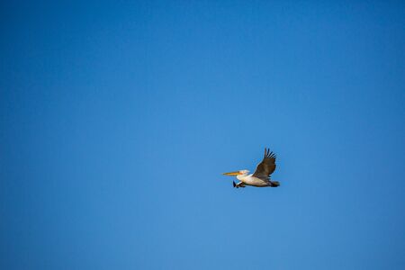 Amazingly beautiful big Dalmatian single pelican flying with big span of wings. Clear winter blus sky over Porto Lagos, Northern Greece. Picturesque frozen moment of Natureの写真素材