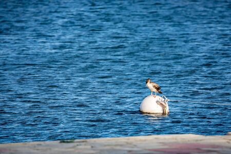 Single cormorant bird is resting on a floating buoy at the port of Fanari village in Northern Greece. Sunny late autumn afternoon, travel wildlife photographyの写真素材