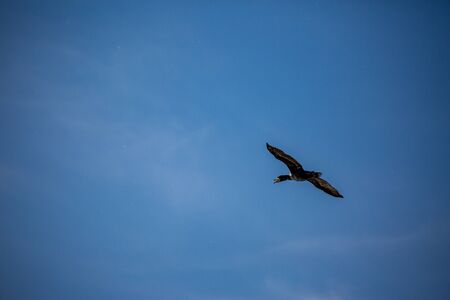 Beautiful big single cormorant flying with big span of wings. Clear winter blue sky over Porto Lagos, Northern Greece. Picturesque frozen moment of Natureの写真素材