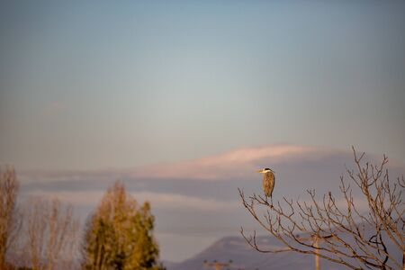 Great blue heron is resting perched on leafless branch on tree near lake Vistonida, village of Porto Lagos, Northern Greece. Bird highlighted by sun, gray sky in background. Late autumn morningの写真素材