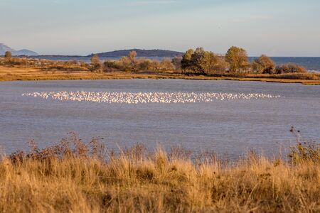 Huge flock of pelicans are resting on shoal at Lake Karatza Dimou Aigeirou near village of Fanari, Xanthi region in Northern Greece, sunny late autumn afternoon. shallow selective focusの写真素材