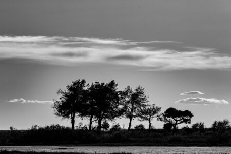Black and white photo of silhouettes of six pine trees near the beach of Fanari village, Xanthi region of Northern Greece, late autumn afternoon. Scenery cloudy windy skyの写真素材
