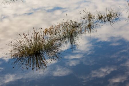 Lovely water reflection of the sky with blooming bushes, autumnal symmetry scene. Photo taken...