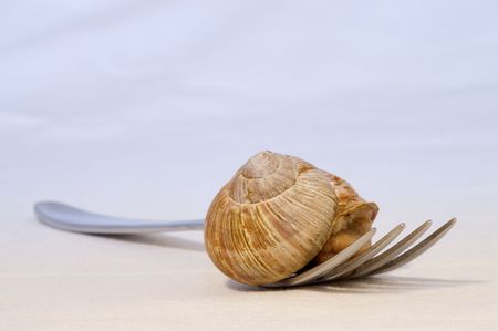 snail with shell on forkの写真素材