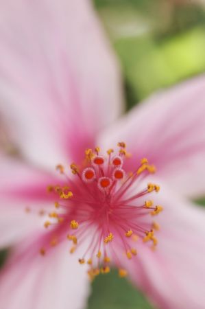 stem of hibiscusの写真素材