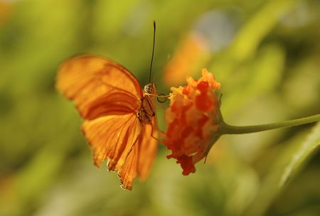 orange butterfly with bloomの写真素材