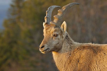 alpine ibex in evening light in swiss alpsの写真素材